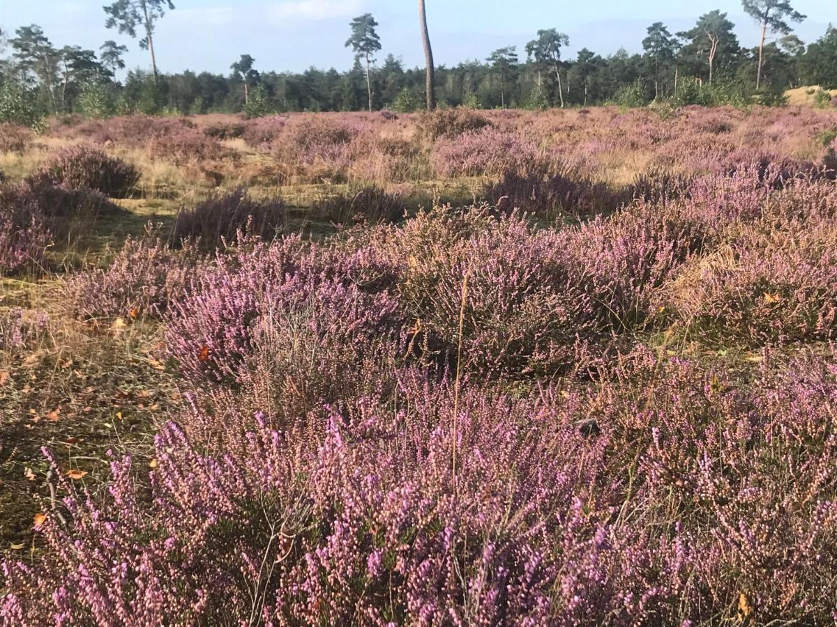 Boshuisje Veluwe Mels Place Doornspijk Kültér fotó